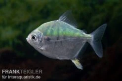 Mühlsteinsalmler, Myleus Setiger 10 Mühlsteinsalmler, Myleus Setiger -Heimtierbedarf Muehlsteinsalmler Myleus setiger 4