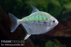 Mühlsteinsalmler, Myleus Setiger 11 Mühlsteinsalmler, Myleus Setiger -Heimtierbedarf Muehlsteinsalmler Myleus setiger 5