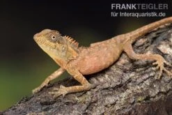 Nackenstachler, Acanthosaura Capra -Heimtierbedarf Nackenstachler Acanthosaura capra 3