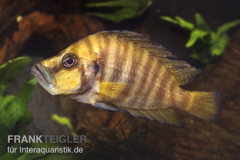Nanderbuntbarsch, Altolamprologus Compressiceps, DNZ 4 Nanderbuntbarsch, Altolamprologus Compressiceps, DNZ – Bild 2