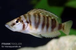 Nanderbuntbarsch, Altolamprologus Compressiceps, DNZ 7 Nanderbuntbarsch, Altolamprologus Compressiceps, DNZ -Heimtierbedarf Nanderbuntbarsch Altolamprologus compressiceps 2