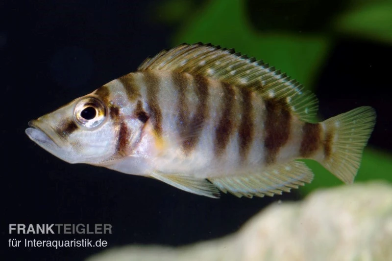 Nanderbuntbarsch, Altolamprologus Compressiceps, DNZ 5 Nanderbuntbarsch, Altolamprologus Compressiceps, DNZ – Bild 3