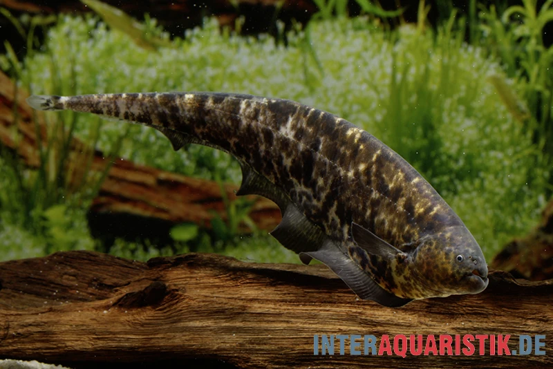 Nebelmesserfisch, Adontosternarchus Nebulosus 3 Nebelmesserfisch, Adontosternarchus Nebulosus