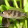 Gestreifter Schneckenbuntbarsch, Neolamprologus Multifsciatus, DNZ -Heimtierbedarf Neolamprologus multifasciatus