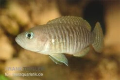 Gestreifter Schneckenbuntbarsch, Neolamprologus Multifsciatus, DNZ -Heimtierbedarf Neolamprologus multifasciatus gestreifter schnecken