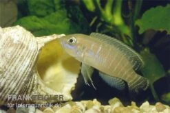 Gestreifter Schneckenbuntbarsch, Neolamprologus Multifsciatus, DNZ -Heimtierbedarf Neolamprologus multifasciatus vielgestreifter schne