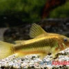 "Neon Gold Stripe"-Panzerwels, Corydoras Sp. "Neon Gold Stripe" (CW10) -Heimtierbedarf Neon Gold Stripe Panzerwels Corydoras sp Neon Gold Stripe CW10 2
