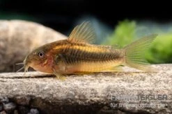 "Neon Gold Stripe"-Panzerwels, Corydoras Sp. "Neon Gold Stripe" (CW10) -Heimtierbedarf Neon Gold Stripe Panzerwels Corydoras sp Neon Gold Stripe CW10 neu 2