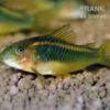 "Neon Red Stripe"-Panzerwels, Corydoras Sp. "Neon Red Stripe" (CW23) -Heimtierbedarf Neon Red Stripe Panzerwels Corydoras sp Neon Red Stripe CW23