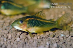 "Neon Red Stripe"-Panzerwels, Corydoras Sp. "Neon Red Stripe" (CW23)