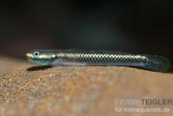 Neongrundel, Stiphodon Semoni, 1 Paar -Heimtierbedarf Neongrundel Stiphodon semoni 2
