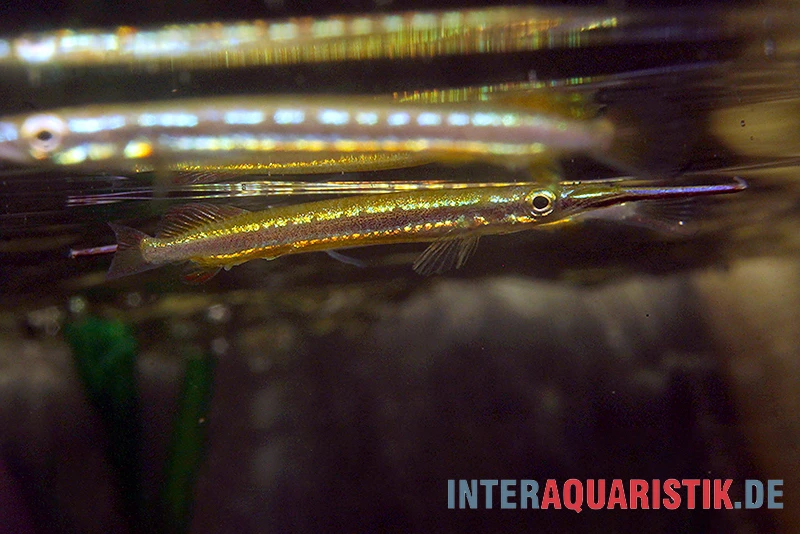 Neonstreifen-Halbschnabelhecht, Hemirhamphodon Tengah 3 Neonstreifen-Halbschnabelhecht, Hemirhamphodon Tengah