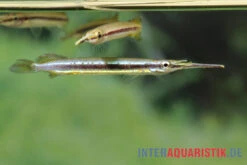 Neonstreifen-Halbschnabelhecht, Hemirhamphodon Tengah 7 Neonstreifen-Halbschnabelhecht, Hemirhamphodon Tengah -Heimtierbedarf Neonstreifen Halbschnabelhecht Hemirhamphodon tengah 3