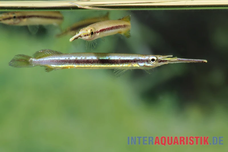 Neonstreifen-Halbschnabelhecht, Hemirhamphodon Tengah 5 Neonstreifen-Halbschnabelhecht, Hemirhamphodon Tengah – Bild 3