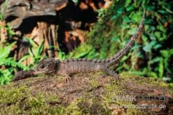 Neuguinea-Helmskink, Tribolonotus Novaeguineae -Heimtierbedarf Neuguinea Helmskink Tribolonotus novaeguineae
