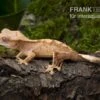 Neukaledonischer Kronengecko, Rhacodactylus Ciliatus -Heimtierbedarf Neukaledonischer Kronengecko Rhacodactylus ciliatus 1