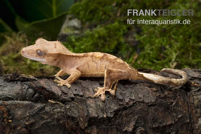 Neukaledonischer Kronengecko, Rhacodactylus Ciliatus 3 Neukaledonischer Kronengecko, Rhacodactylus Ciliatus