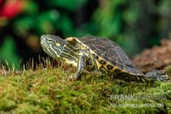 Nicaragua-Schmuckschildkröte, Trachemys Emolli -Heimtierbedarf Nicaragua Schmuckschildkroete Trachemys emolli 2