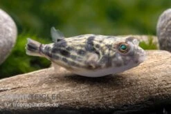 Nilkugelfisch, Tetraodon Fahaka (lineatus) -Heimtierbedarf Nilkugelfisch Tetraodon fahaka lineatus 1