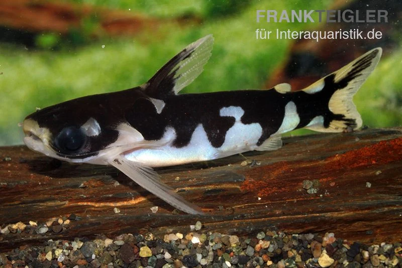 Ninja-Tatia, Tatia Musaica 3 Ninja-Tatia, Tatia Musaica