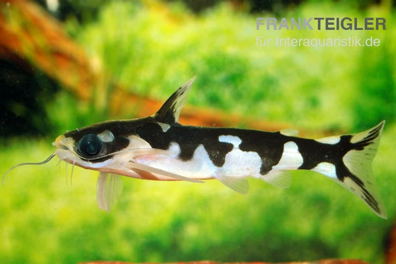 Ninja-Tatia, Tatia Musaica 4 Ninja-Tatia, Tatia Musaica – Bild 2