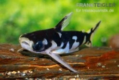 Ninja-Tatia, Tatia Musaica 7 Ninja-Tatia, Tatia Musaica -Heimtierbedarf Ninja Tatia Tatia musaica3