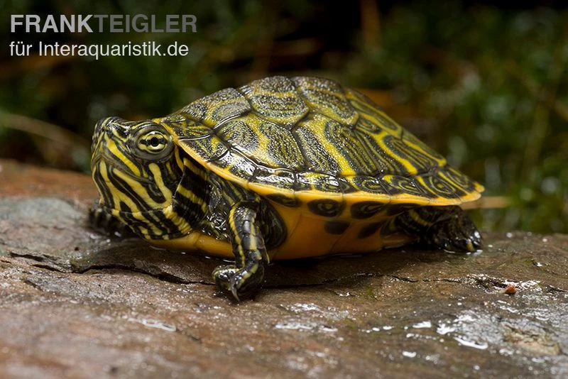 Nördliche Rotbauch-Schildkröte, Pseudemys Rubriventris 3 Nördliche Rotbauch-Schildkröte, Pseudemys Rubriventris