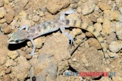 Nördlicher Sandgecko, Tropiocolotes Tripolitanus -Heimtierbedarf Noerdlicher Sandgecko Tropiocolotes tripolitanus 3