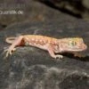 Nordafrikanischer Dünnfingergecko, Stenodactylus Petrii -Heimtierbedarf Nordafrikanischer Duennfingergecko Stenodactylus petrii 1