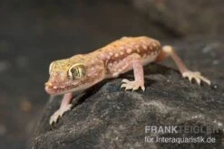 Nordafrikanischer Dünnfingergecko, Stenodactylus Petrii -Heimtierbedarf Nordafrikanischer Duennfingergecko Stenodactylus petrii 2