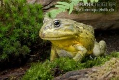 Afrikanischer Ochsenfrosch, Pyxicephalus Adspersus -Heimtierbedarf Ochsenfrosch Pyxicephalus adspersus 3