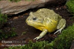 Afrikanischer Ochsenfrosch, Pyxicephalus Adspersus -Heimtierbedarf Ochsenfrosch Pyxicephalus adspersus 4