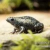 Östliche Engmund-Kröte, Gastrophryne Carolinensis -Heimtierbedarf Oestliche Engmund Kroete Gastrophryne carolinensis 1