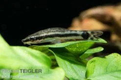 Bundle: 6x Ohrgitterharnischwels, Otocinclus Affinis (6 Stück) -Heimtierbedarf Ohrgitterharnischwels Otocinclus affinis 3