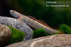 Orangeflossen-Grundel, Stiphodon Maculidorsalis, 1 Paar -Heimtierbedarf Orangeflossen Grundel Stiphodon maculidorsalis 2