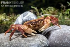 Orangenkrabbe, Sundathelphusa Sp. "orange" -Heimtierbedarf Orangenkrabbe Sundathelphusa sp orange 2