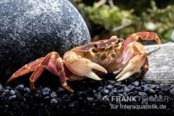 Orangenkrabbe, Sundathelphusa Sp. "orange" -Heimtierbedarf Orangenkrabbe Sundathelphusa sp orange 3