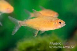 Orangensalmler, Hyphessobrycon Cf. Pulchripinnis BOLIVIA ORANGE, 5er Gruppe 9 Orangensalmler, Hyphessobrycon Cf. Pulchripinnis BOLIVIA ORANGE, 5er Gruppe -Heimtierbedarf Orangensalmler Hyphessobrycon cf pulchripinnis BOLIVIA ORANGE 1