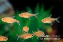 Orangensalmler, Hyphessobrycon Cf. Pulchripinnis BOLIVIA ORANGE, 5er Gruppe 10 Orangensalmler, Hyphessobrycon Cf. Pulchripinnis BOLIVIA ORANGE, 5er Gruppe -Heimtierbedarf Orangensalmler Hyphessobrycon cf pulchripinnis BOLIVIA ORANGE 2