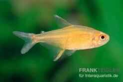 Orangensalmler, Hyphessobrycon Cf. Pulchripinnis BOLIVIA ORANGE, 5er Gruppe 11 Orangensalmler, Hyphessobrycon Cf. Pulchripinnis BOLIVIA ORANGE, 5er Gruppe -Heimtierbedarf Orangensalmler Hyphessobrycon cf pulchripinnis BOLIVIA ORANGE 3