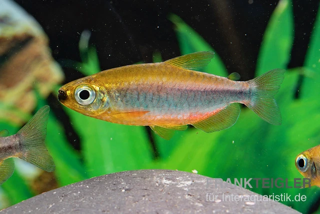 Oranger Kongosalmler, Phenacogrammus Cf. Aurantiacus "Bandundu Orange" 5 Oranger Kongosalmler, Phenacogrammus Cf. Aurantiacus "Bandundu Orange" – Bild 3