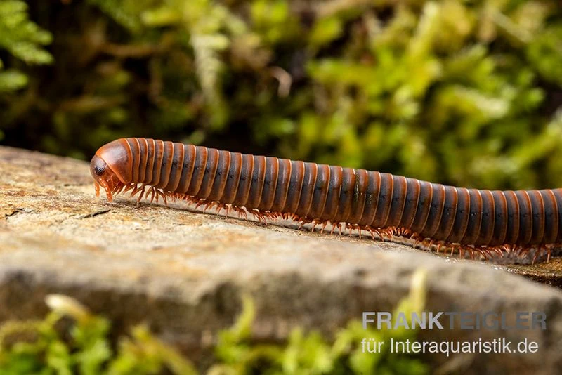 Orangener Piphun-Tausendfüßer, Spirobolus Sp. “Orange Piphun” 5 Orangener Piphun-Tausendfüßer, Spirobolus Sp. “Orange Piphun” – Bild 3