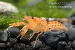 Oranger Zwergflußkrebs - Cambarellus CPO-Paar + Bepflanzte Kokosnusshöhle 6 Oranger Zwergflußkrebs - Cambarellus CPO-Paar + Bepflanzte Kokosnusshöhle -Heimtierbedarf Oranger Zwergflusskrebs Cambarellus patzcuarensis