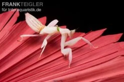 Orchideenmantis, Hymenopus Coronatus -Heimtierbedarf Orchideenmantis Hymenopus coronatus 2