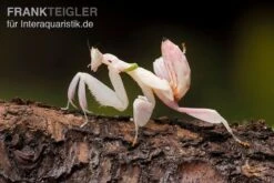 Orchideenmantis, Hymenopus Coronatus -Heimtierbedarf Orchideenmantis Hymenopus coronatus 3