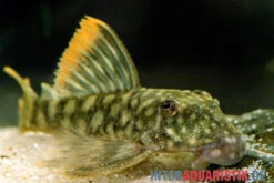 Orinoko-Guyanaharnischwels, Guyanancistrus Guahiborum "L106" -Heimtierbedarf Orinoko Guyanaharnischwels Guyanancistrus guahiborum L106 1