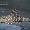 Orinoko Zwergschilderwels, L 202, Peckoltia Lineola 2 Orinoko Zwergschilderwels, L 202, Peckoltia Lineola -Heimtierbedarf Orinoko Zwergschilderwels L 202 Peckoltia lineola