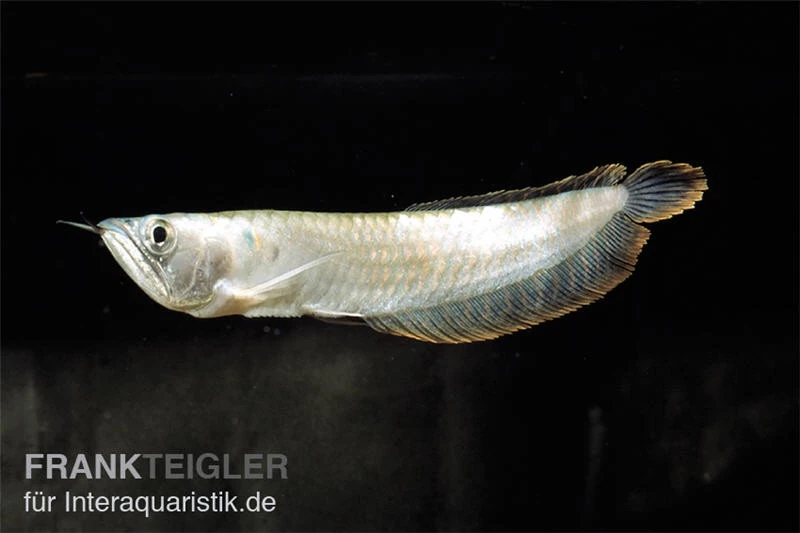 Arowana, Osteoglossum Bicirrhosum 4 Arowana, Osteoglossum Bicirrhosum – Bild 2