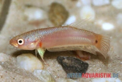 Pallifina-Kampffisch, Betta Pallifina, Paarweise -Heimtierbedarf Pallifina Kampffisch Betta pallifina 3