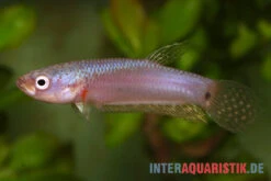 Pallifina-Kampffisch, Betta Pallifina, Paarweise -Heimtierbedarf Pallifina Kampffisch Betta pallifina 4